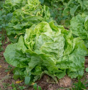 Sviesta salāti 'Blonde de Berlaimont’